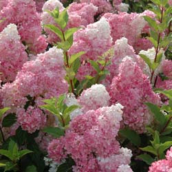 Hortnsia de panculas 'Vanille Fraise'